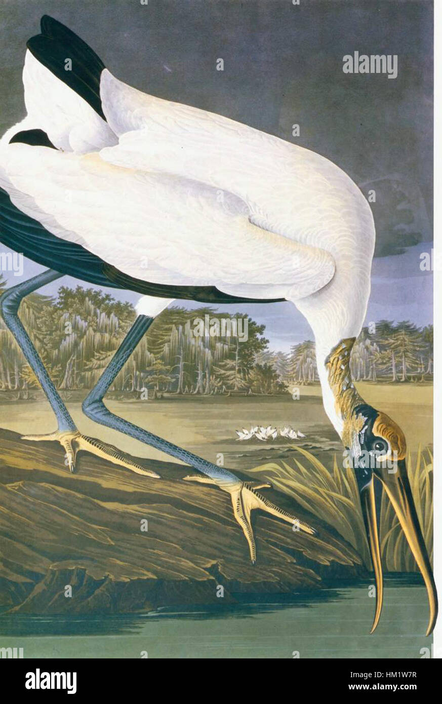 John James Audubon - American Stork - WGA01059 Stock Photo
