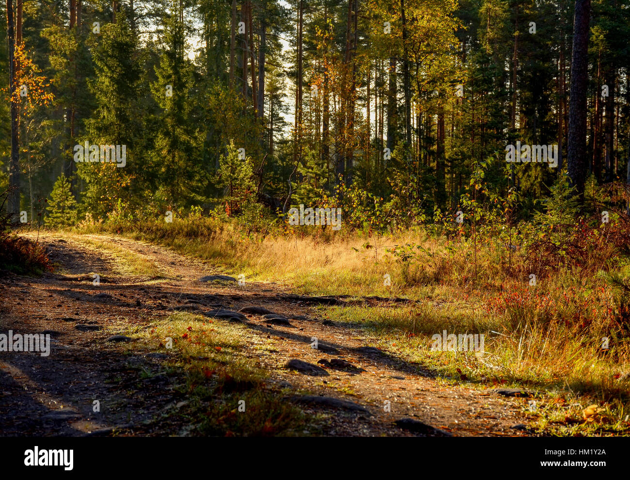 A Sunny morning in a pine forest Stock Photo - Alamy