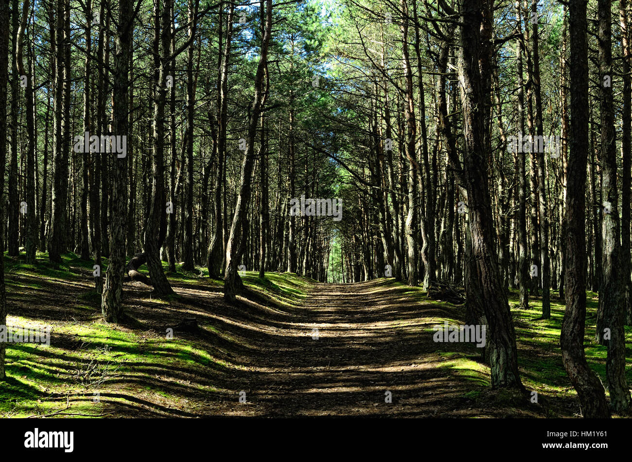 Road in Summer Woods. “Dancing” Pine-Tree Forest on the Curonian Spit, Kaliningrad Region, Russia Stock Photo