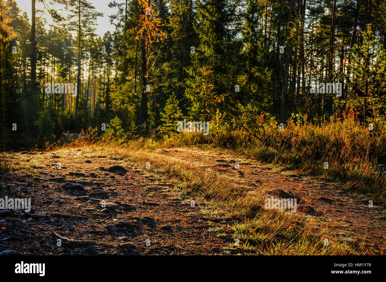 A Sunny morning in a pine forest Stock Photo - Alamy
