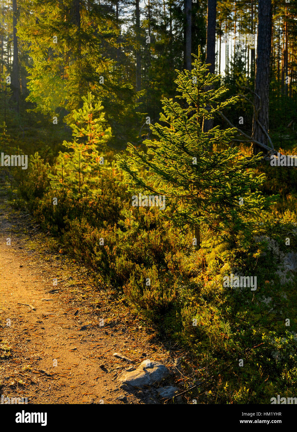 A Sunny morning in a pine forest Stock Photo - Alamy