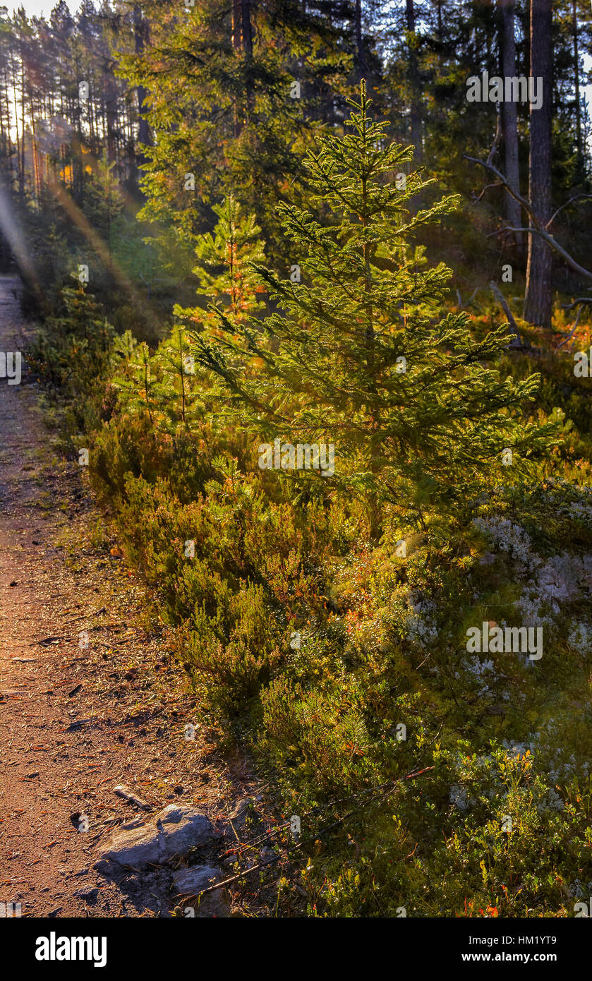A Sunny morning in a pine forest Stock Photo - Alamy