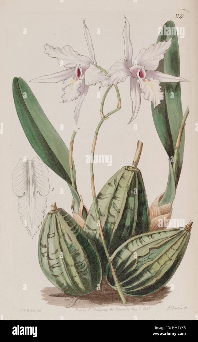 Laelia rubescens (as Laelia acuminata) - Edwards vol 27 (NS 4) pl 24 (1841) Stock Photo