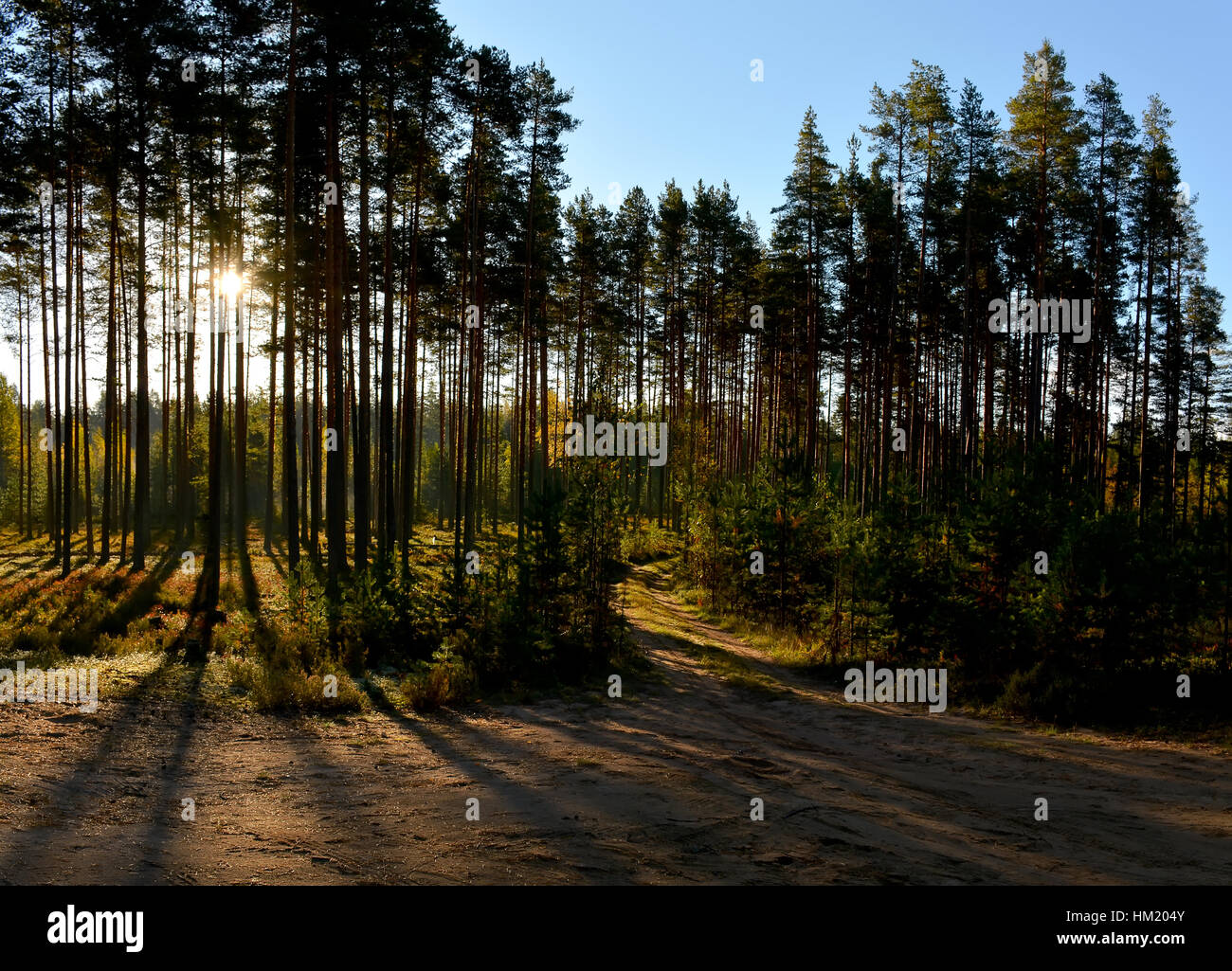 A Sunny morning in a pine forest Stock Photo - Alamy