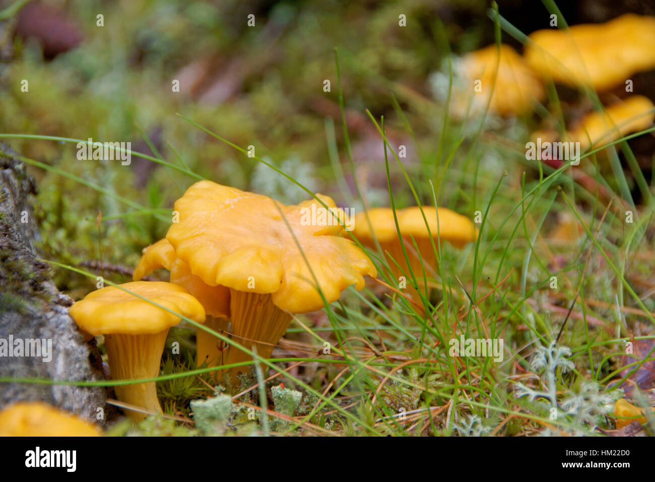 Wild Chanterelles growing in the Swedish forest Stock Photo Alamy