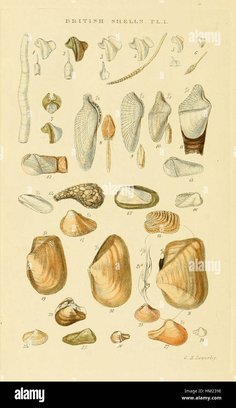Illustrated Index of British Shells Plate 01 Stock Photo
