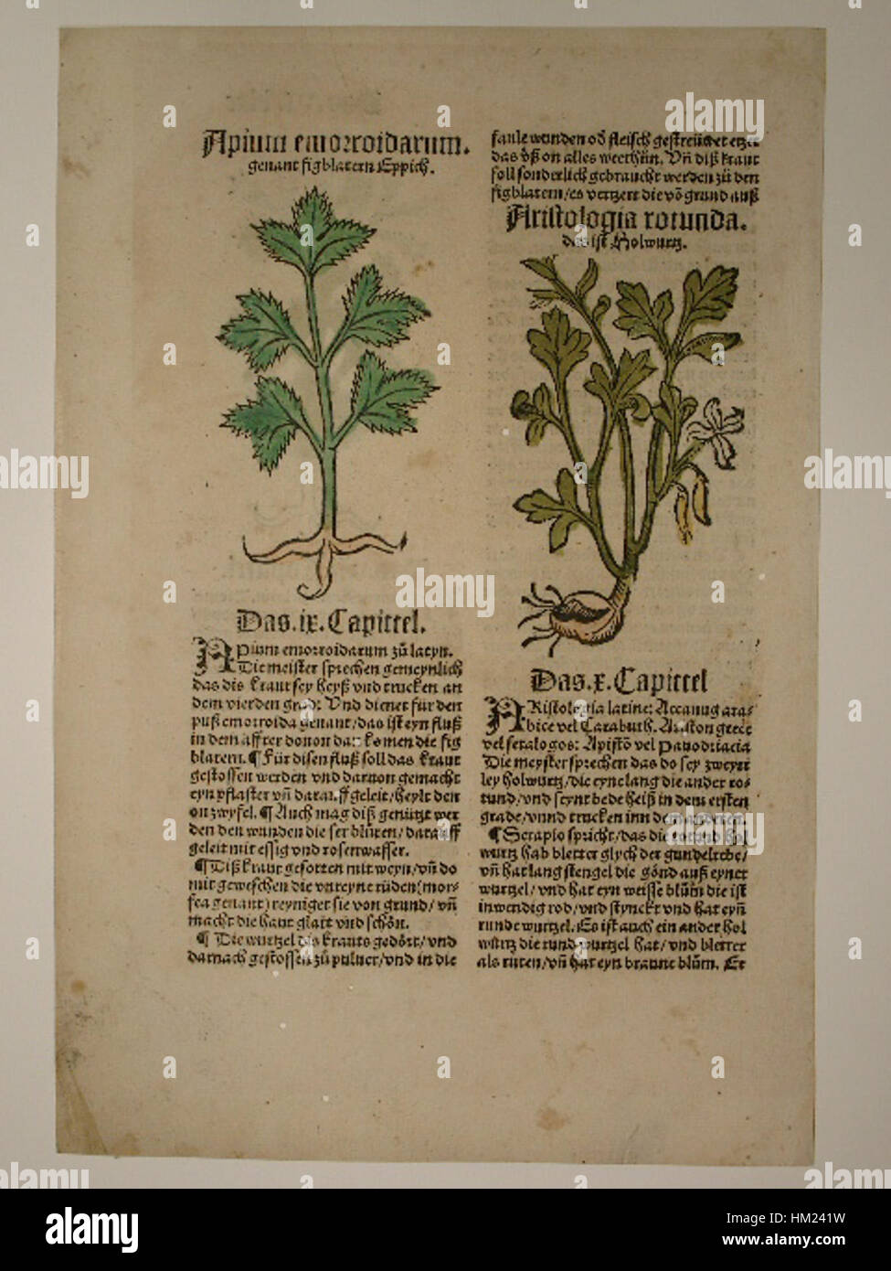 Herbarius Der Herbari oder Kreuterbuch genannt der Gart der Gesundheit