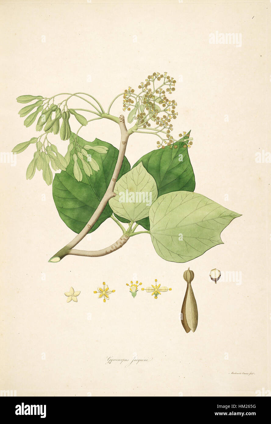 Gyrocarpus jacquinii Stock Photo