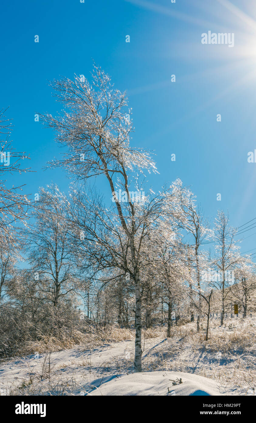 Frozen trees in winter with blue sky Stock Photo - Alamy