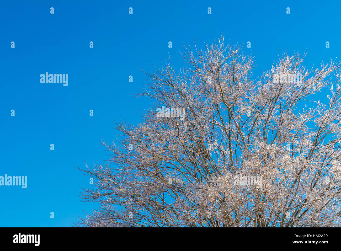 Frozen trees in winter with blue sky Stock Photo - Alamy
