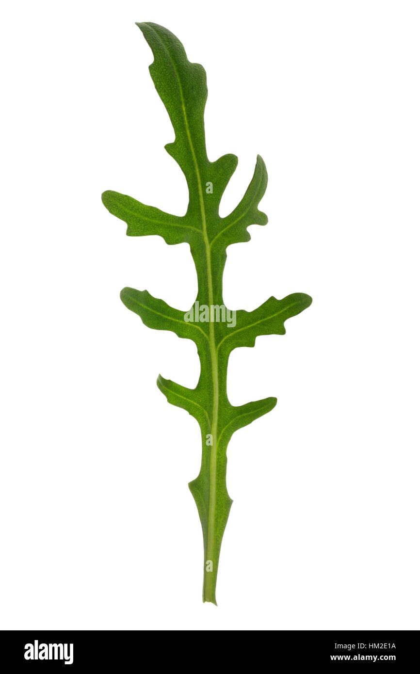 Diplotaxis tenuifolia commonly named perennial wall rocket , part of the mustard family. Stock Photo
