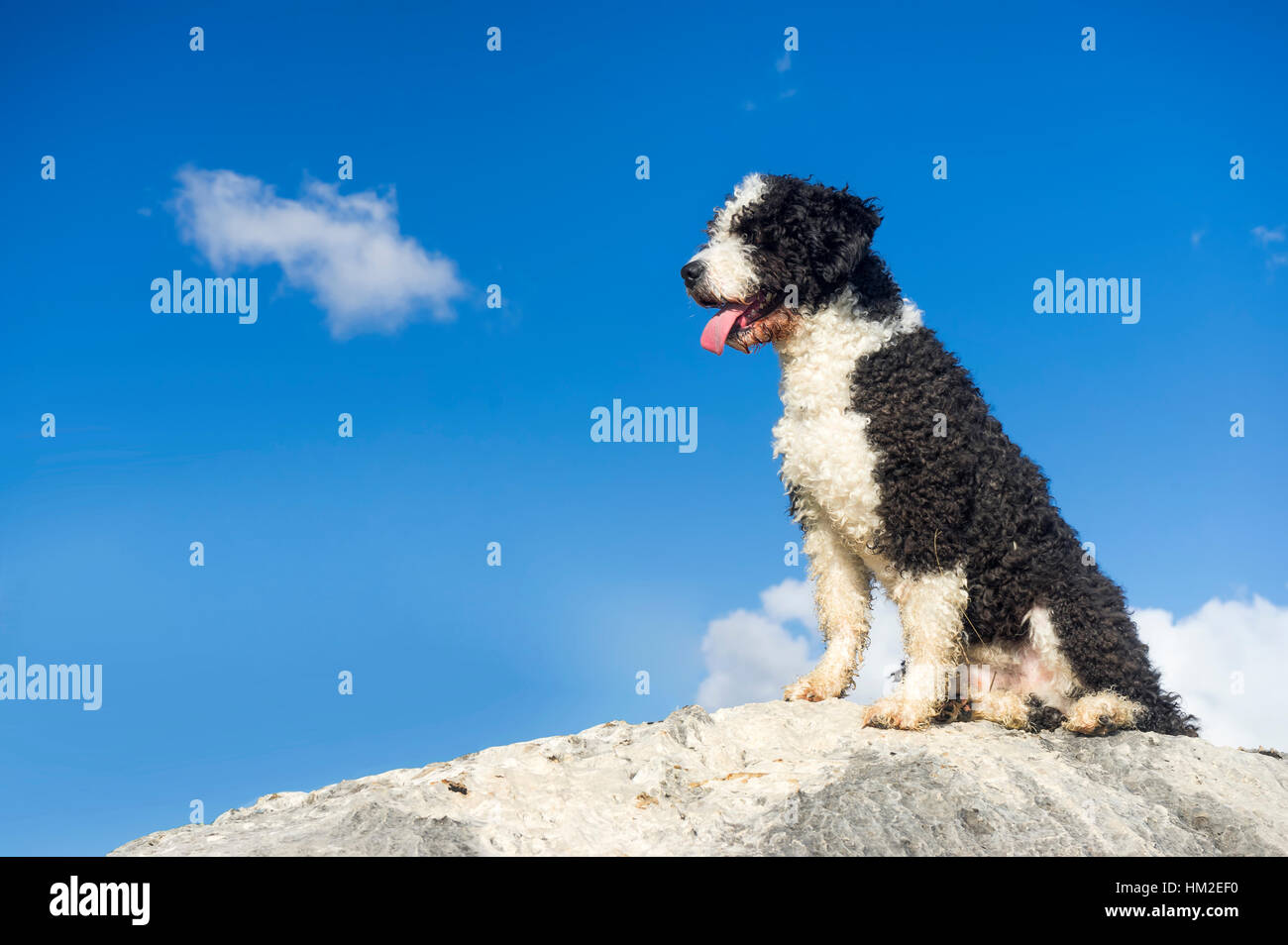 pet animals, black and white dog playing Stock Photo Alamy