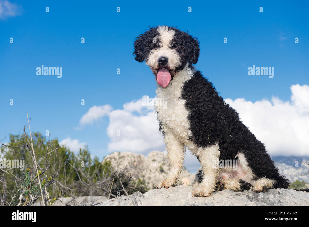 pet animals, black and white dog playing Stock Photo Alamy