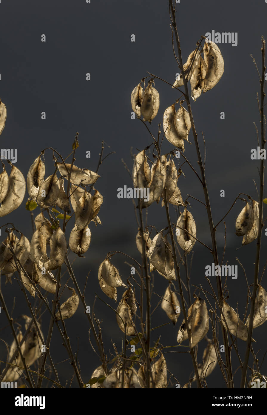 Seeds and fruits of Bladder Senna, Colutea arborescens; north Greece. Stock Photo