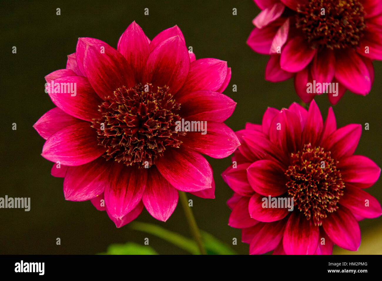Dahlias in the Dahlia Show at the National Garden Show, Shepton Mallet
