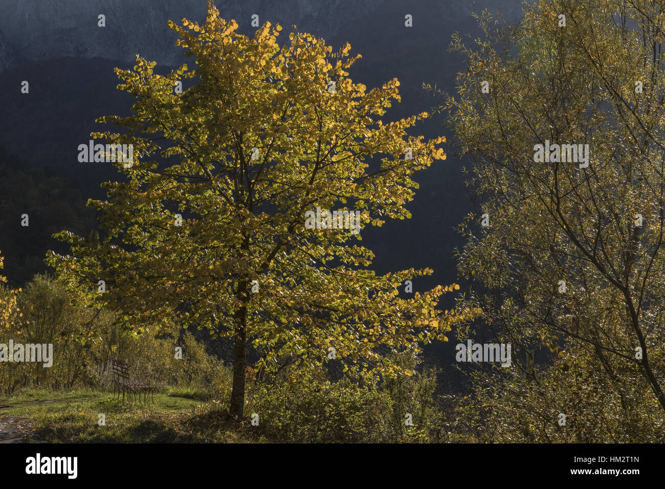 Downy lime, Tilia tomentosa tree in autumn colour, Aoos gorge, north Greece. Stock Photo