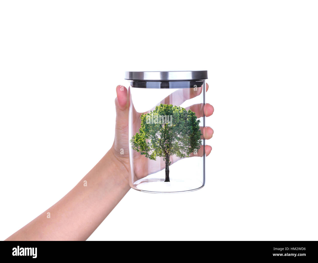 Hand hold glass jar with tree inside isolated on white background Stock ...