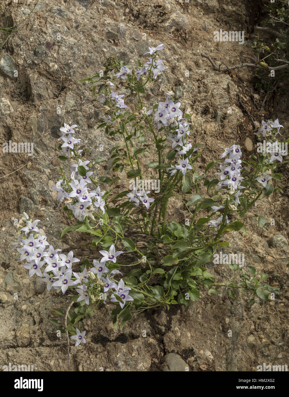 A perennial, scented autumn-flowering bellflower, Campanula versicolor, north Greece. Stock Photo
