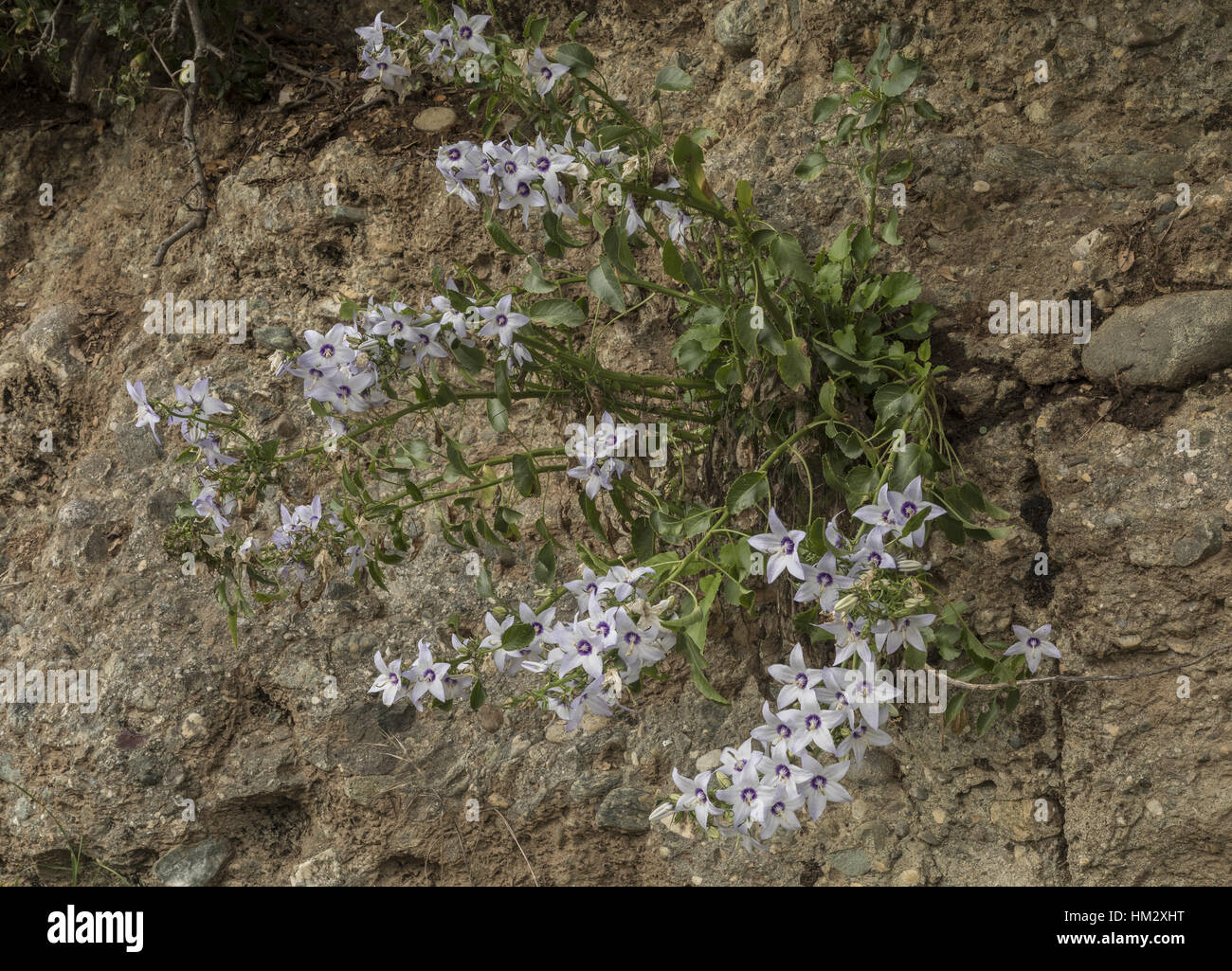A perennial, scented autumn-flowering bellflower, Campanula versicolor, north Greece. Stock Photo