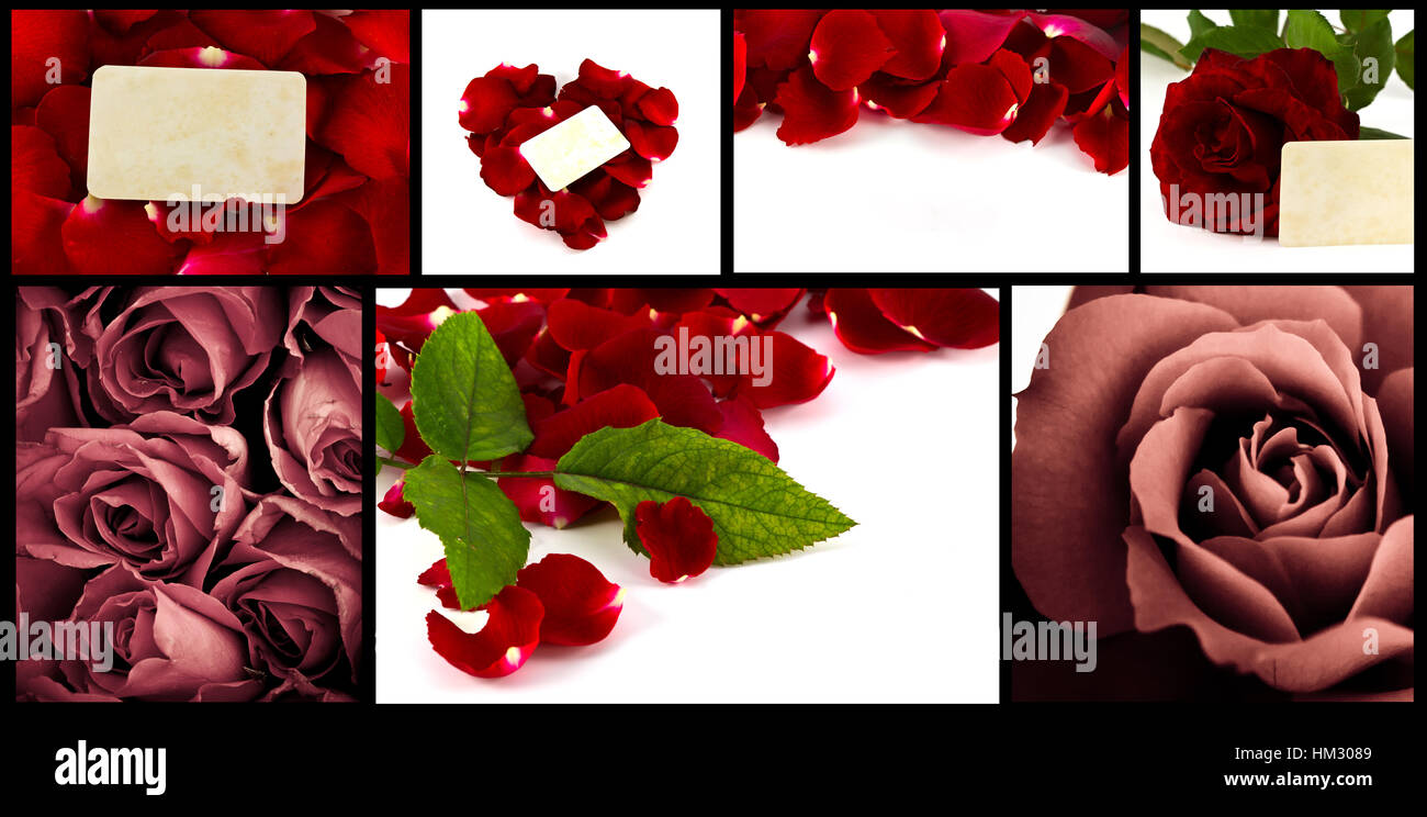 Collection of beautiful rose with copy space Stock Photo - Alamy