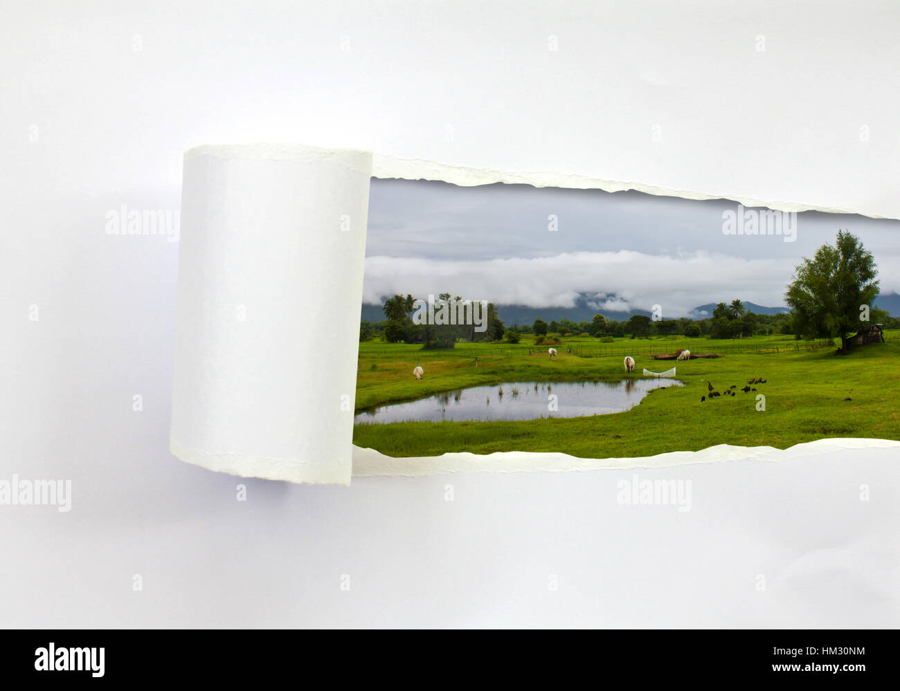 Ripped paper and Cows on farm (landscape Stock Photo - Alamy