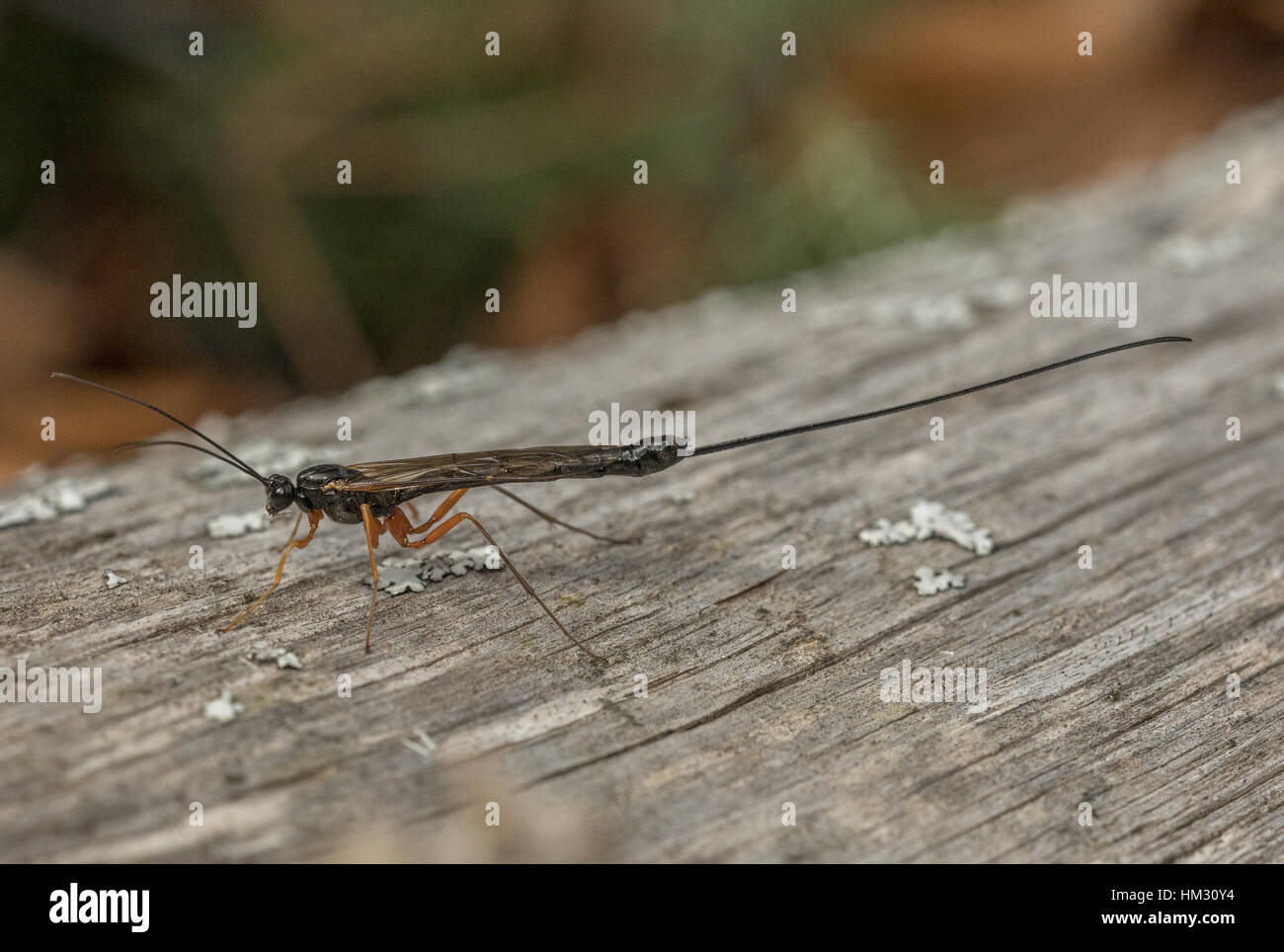 Ichneumon, Rhyssa persuasoria, female – parasite of horntail larvae in wood. Stock Photo