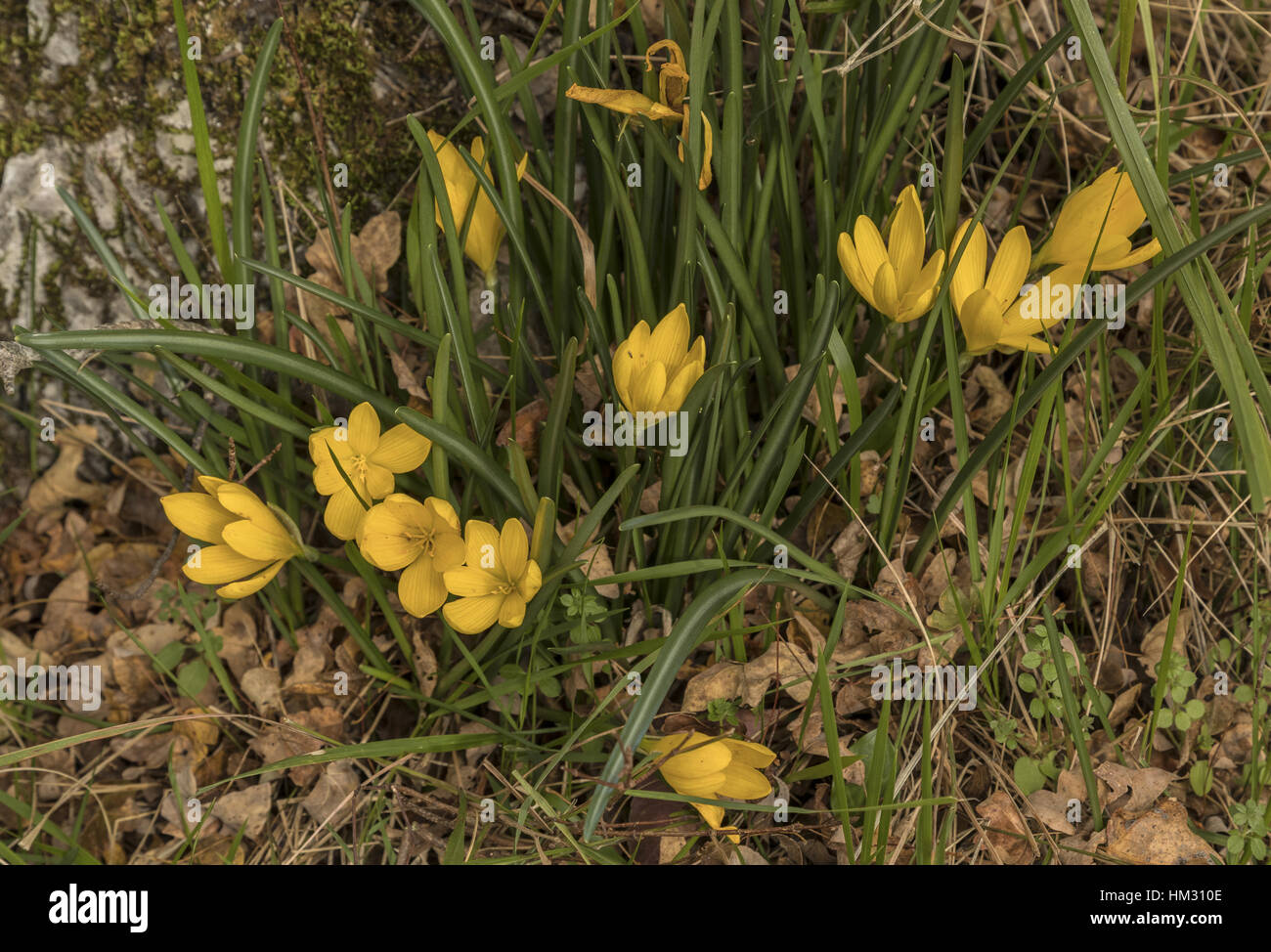 A winter daffodil, Sternbergia sicula in flower in light woodland, Vikos Gorge, North Greece Stock Photo