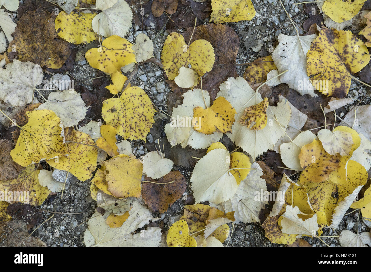 Leaves of Downy lime, Tilia tomentosa in autumn colour, Aoos gorge, north Greece. Stock Photo