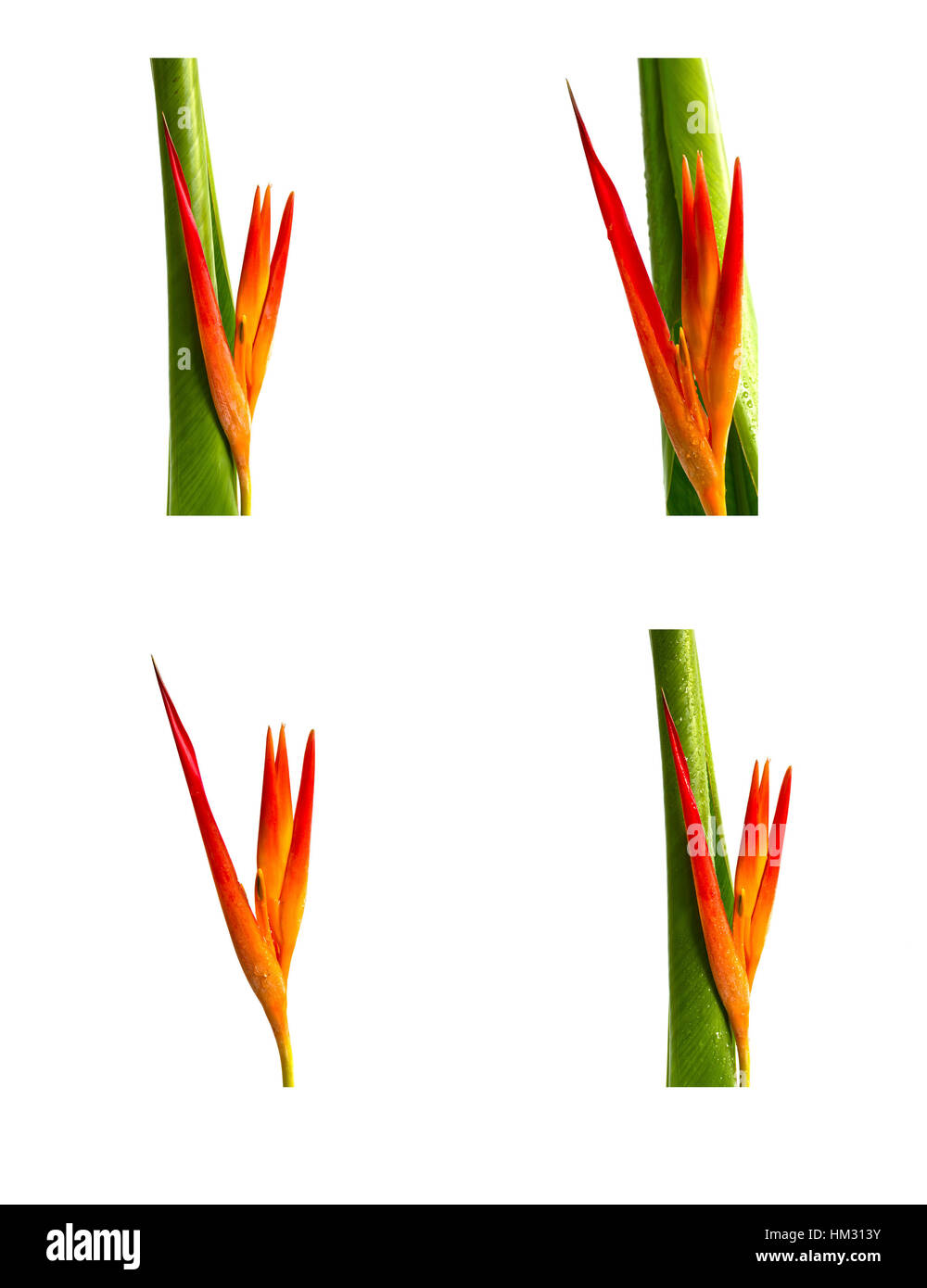 Collection of beautiful flowers (Bird of paradise) isolated on white background Stock Photo