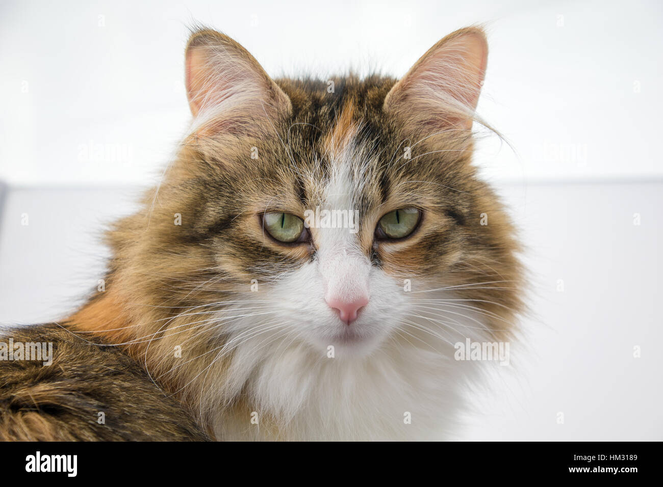 Portrait view of a tortoiseshell longhaired cat Stock Photo