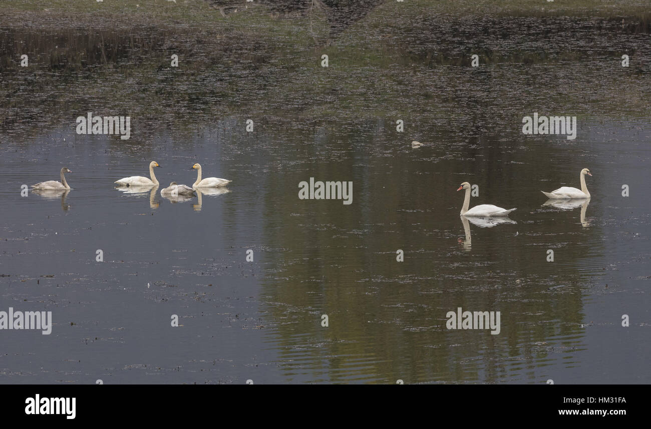 Family group of Bewick's swan,  Cygnus columbianus, on migration at Lake Kerkini, Greece, Stock Photo