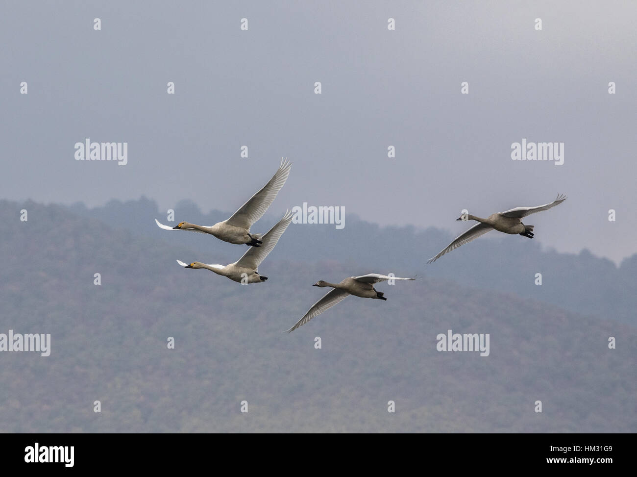 family-group-of-bewick-s-swan-cygnus-columbianus-in-flight-on