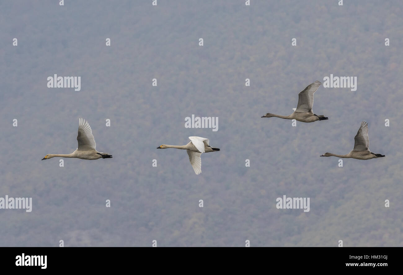 family-group-of-bewick-s-swan-cygnus-columbianus-in-flight-on
