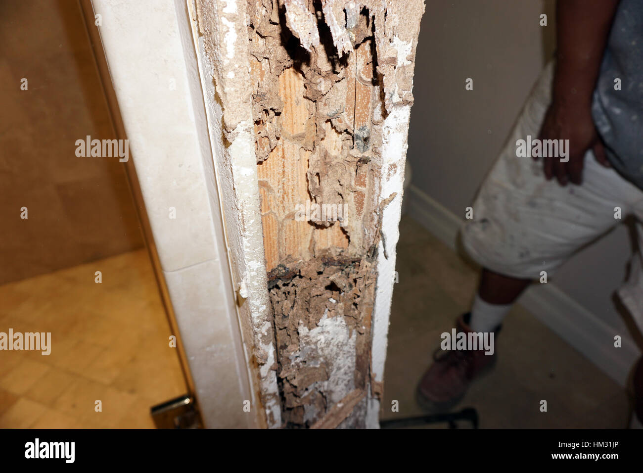 Termite damage hi-res stock photography and images - Alamy