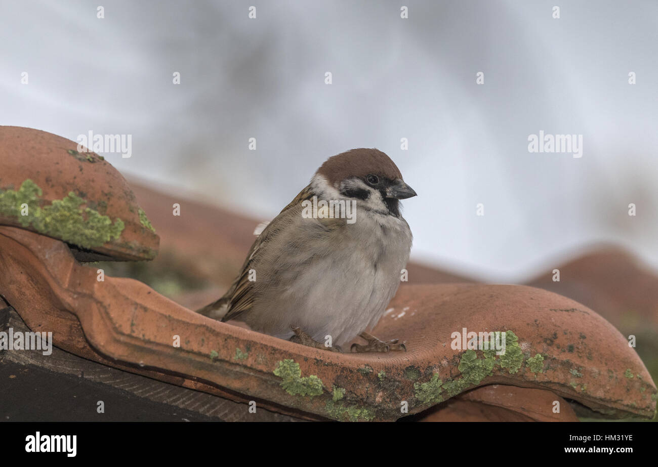 German sparrow hi-res stock photography and images - Alamy