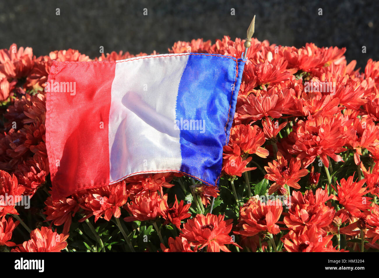 Chrysanthèmes et drapeau Français. Stock Photo
