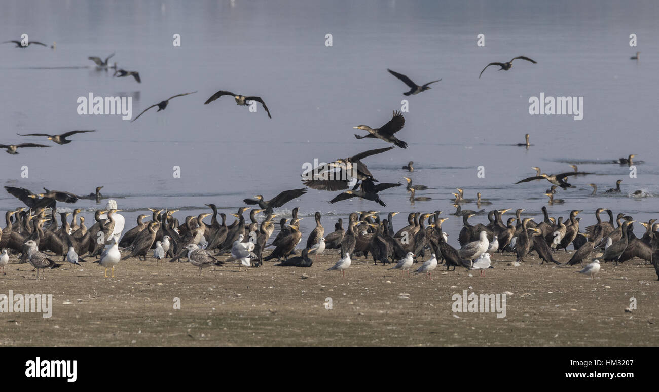 Common Cormorants and Black-headed gulls roosting and feeding, Lake Kerkini, Greece. Stock Photo