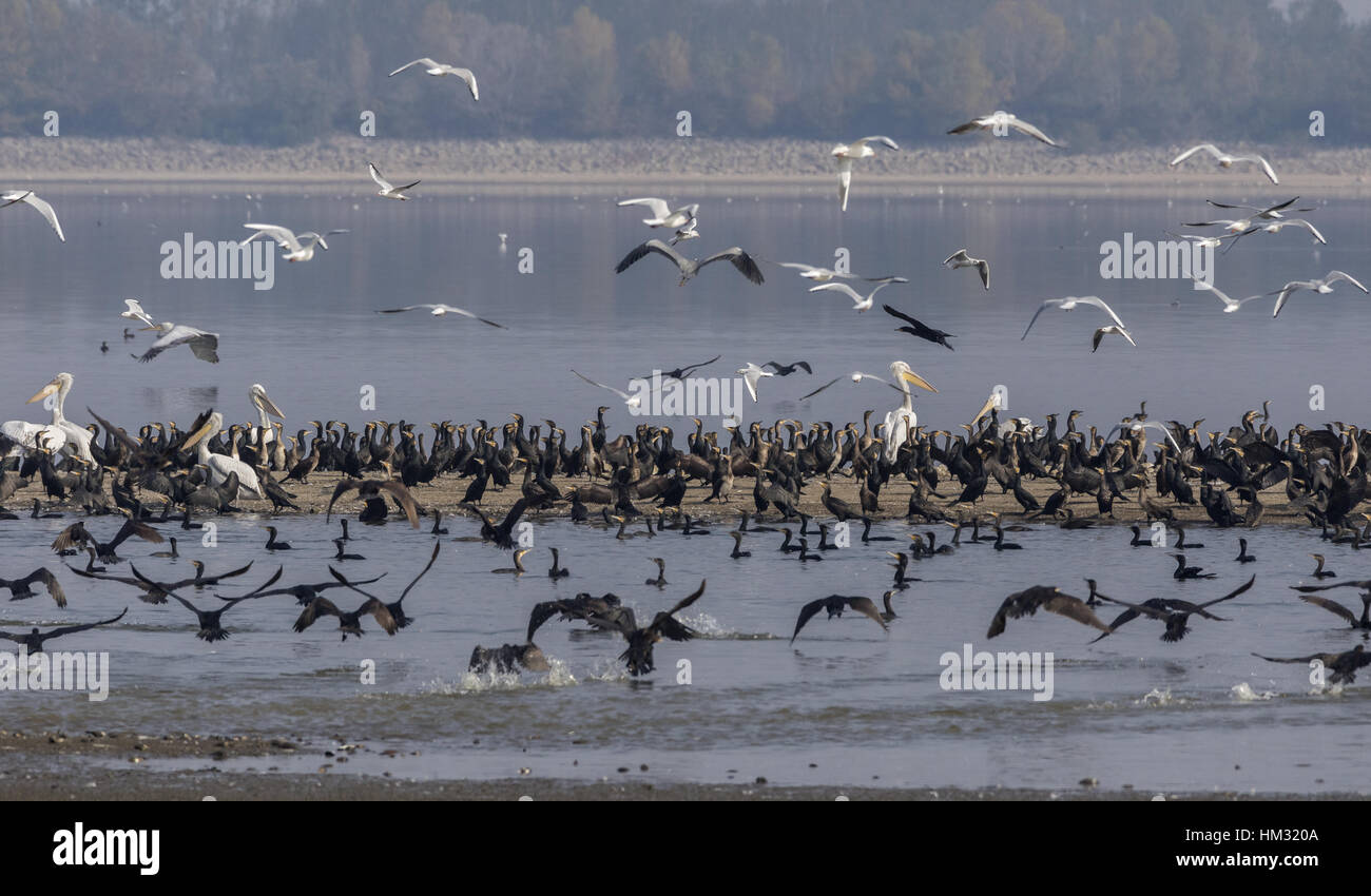 Great White Pelicans, Common Cormorants and Black-headed gull roosting and feeding, Lake Kerkini, Greece. Stock Photo