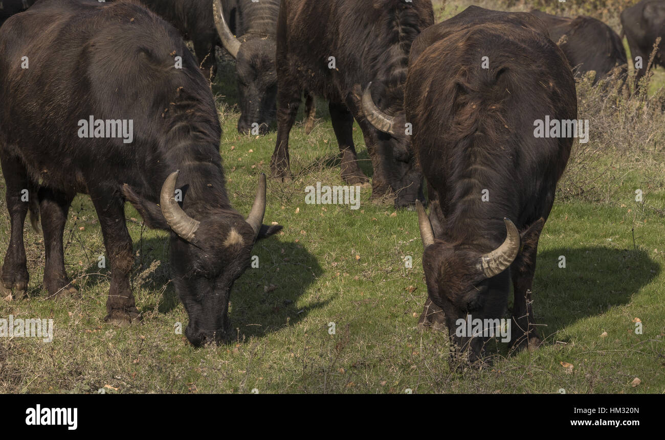 Domestic Water Buffalo Cheese High Resolution Stock Photography and Images Alamy