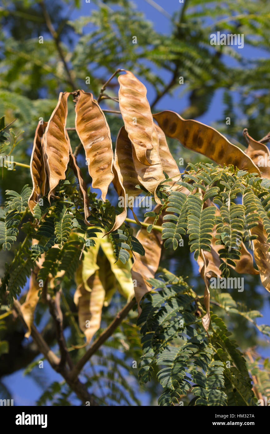 Autumn color in italian hills. Albizia julibrissin fruits (Persian silk tree) Stock Photo