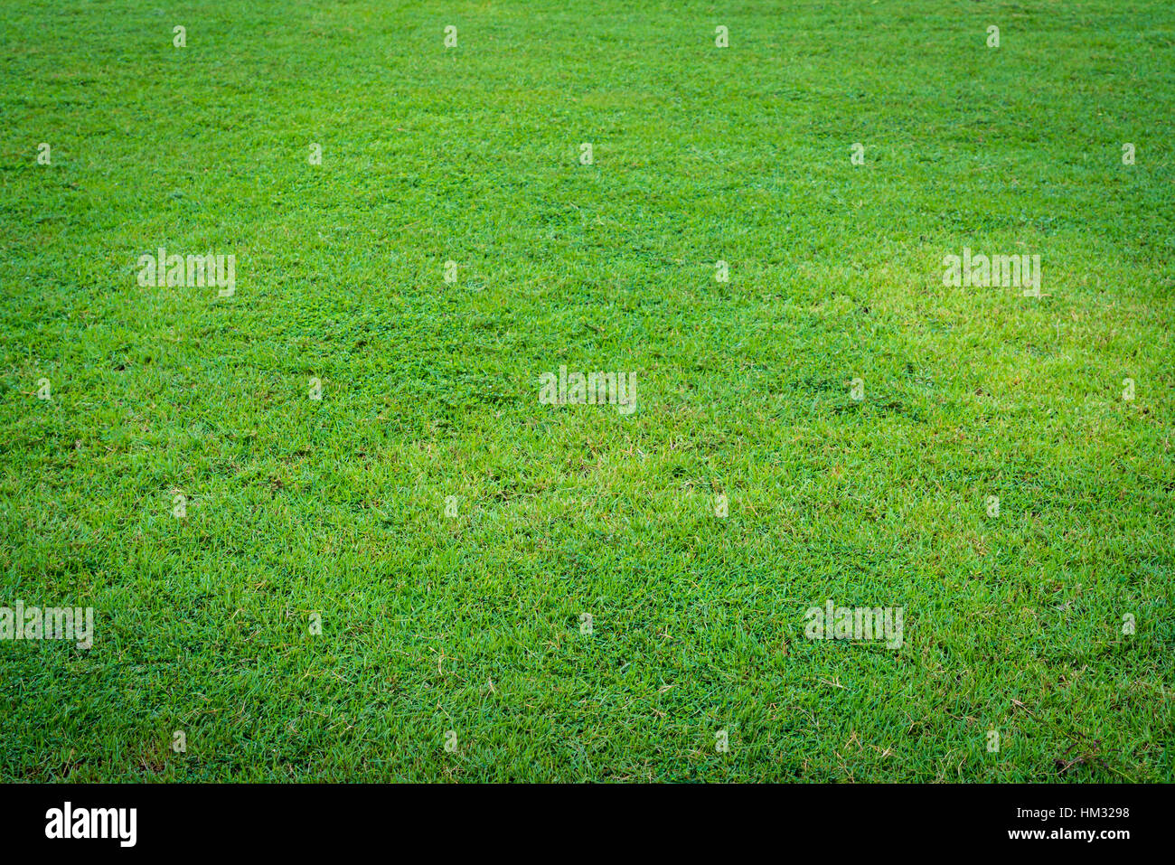 Fresh spring green grass Stock Photo - Alamy