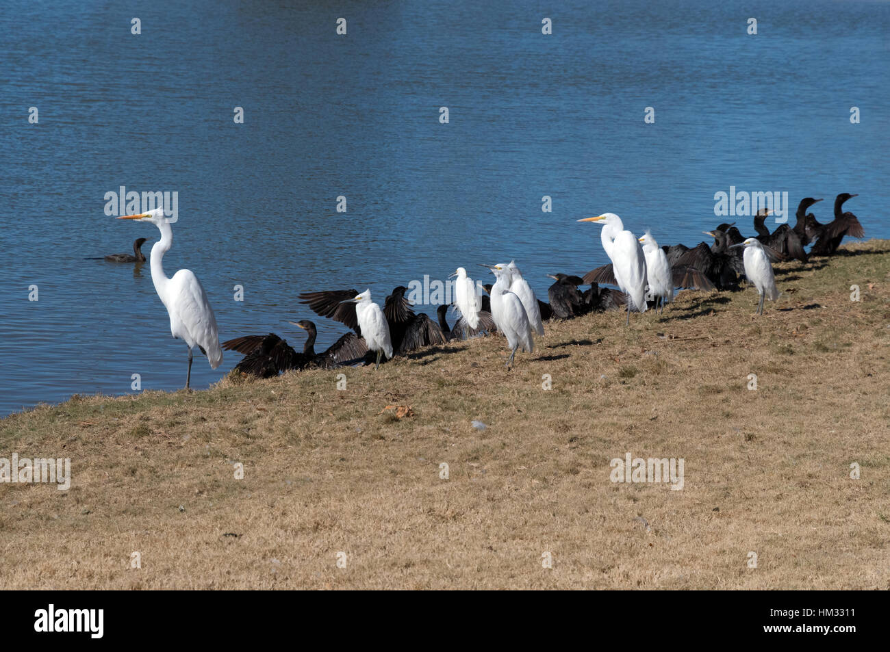 egrets with ducks Stock Photo