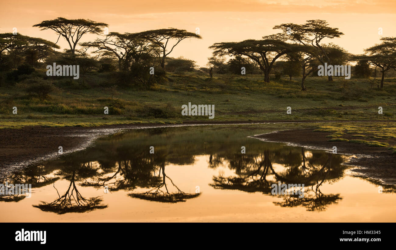 Sunset over acacia umbrella trees in Serengeti national park in
