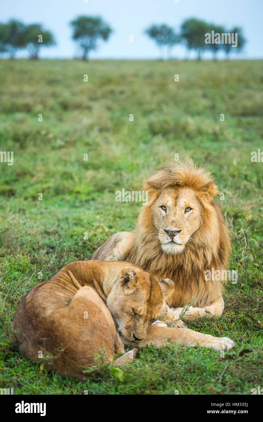 male and female lions mating