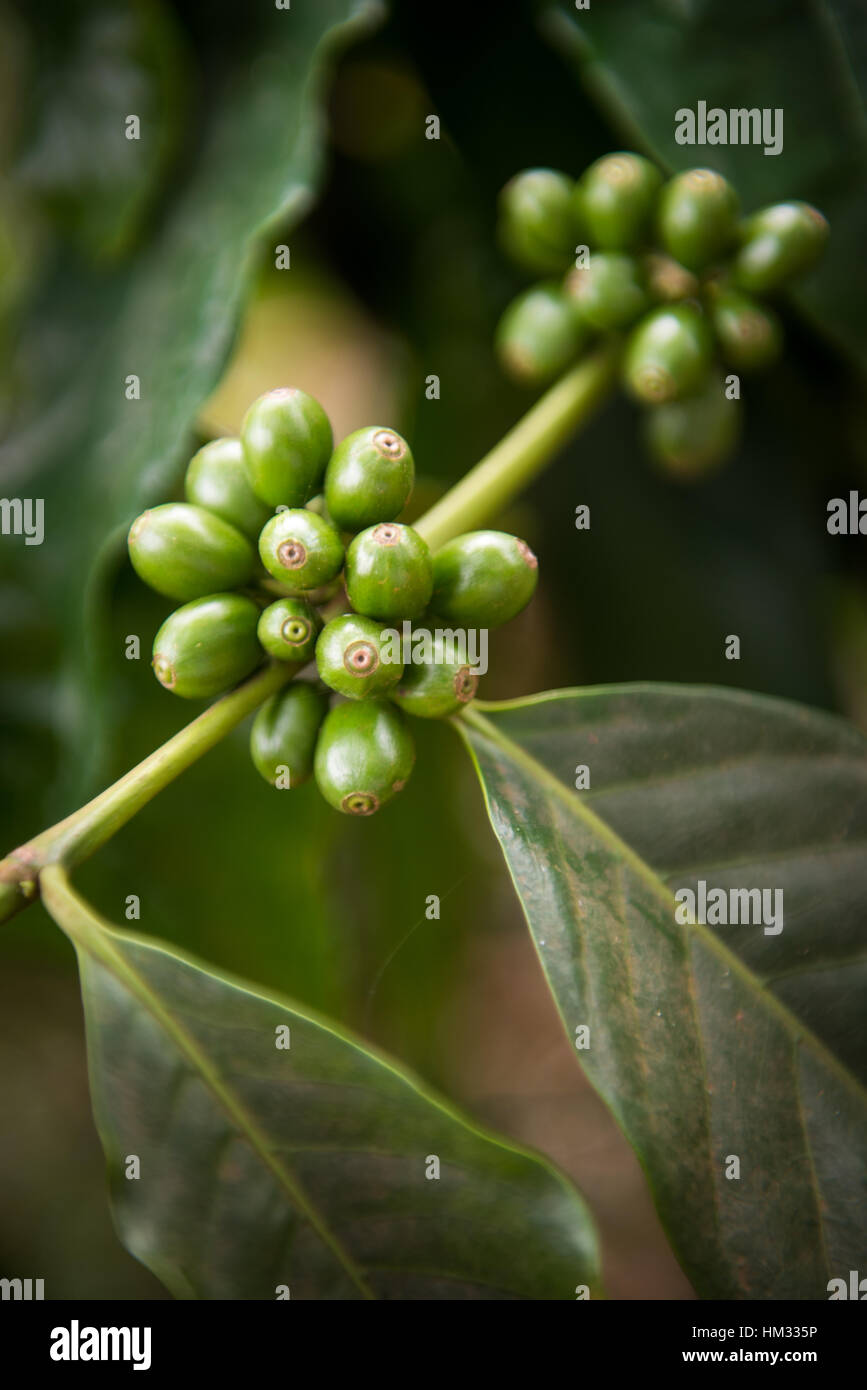 Arabica coffee beans growing on the bush on a natural farm in Tanzania