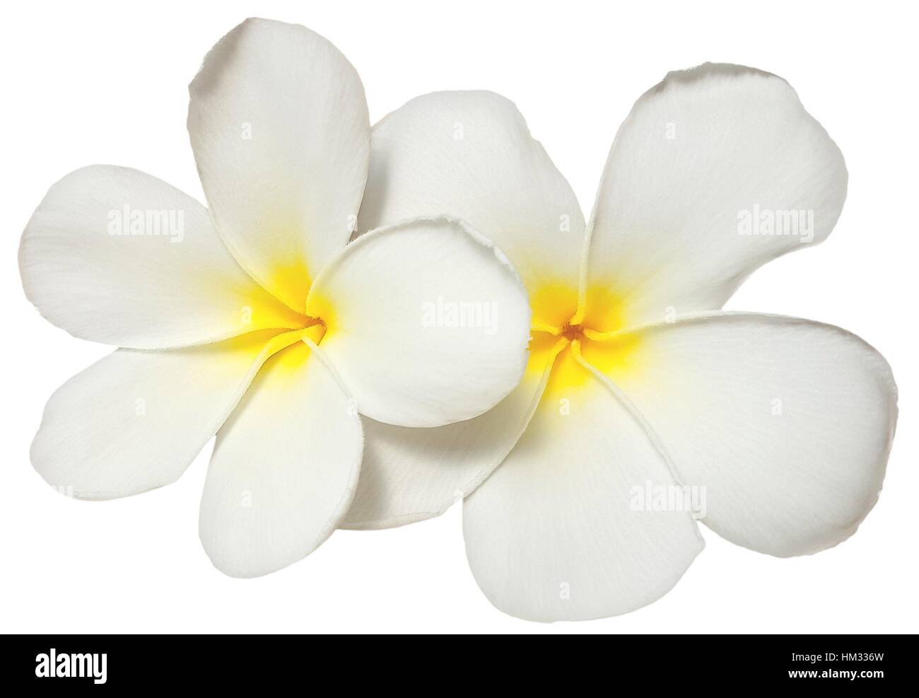 White yellow plumeria flower isolated on white background Stock Photo