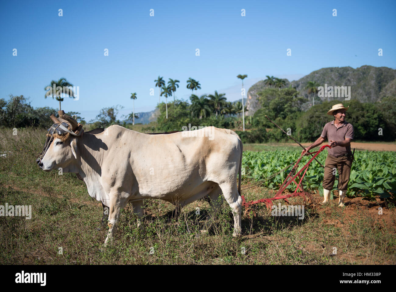 is tobacco good Smoking is good for you…and other facts dairy breeders should know is tobacco good Smoking is good for you…and other facts dairy breeders should know