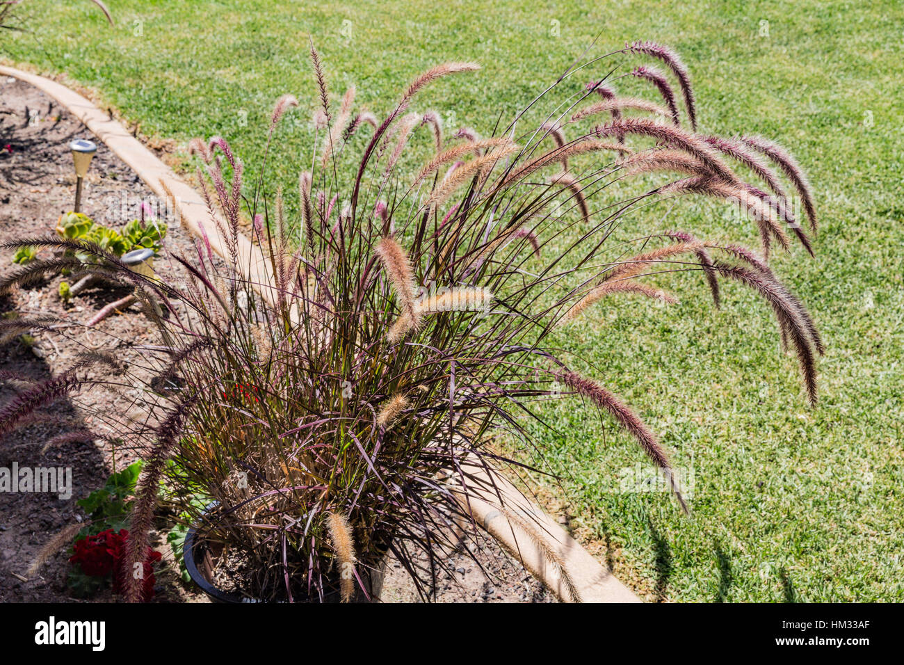 Purple fountain grass hi-res stock photography and images - Alamy