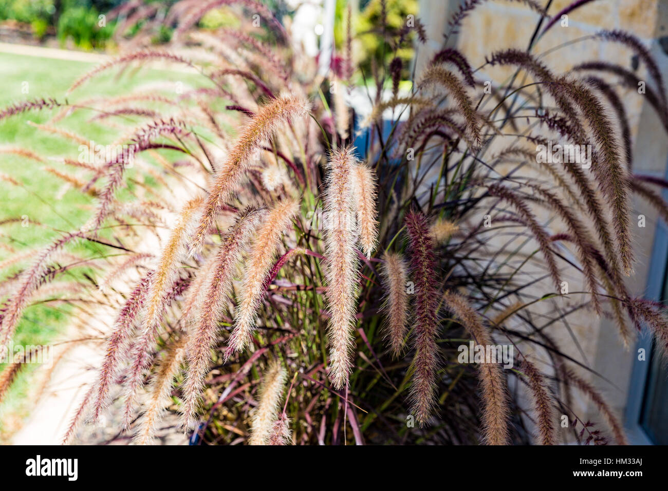 Purple fountain grass recyclesilope