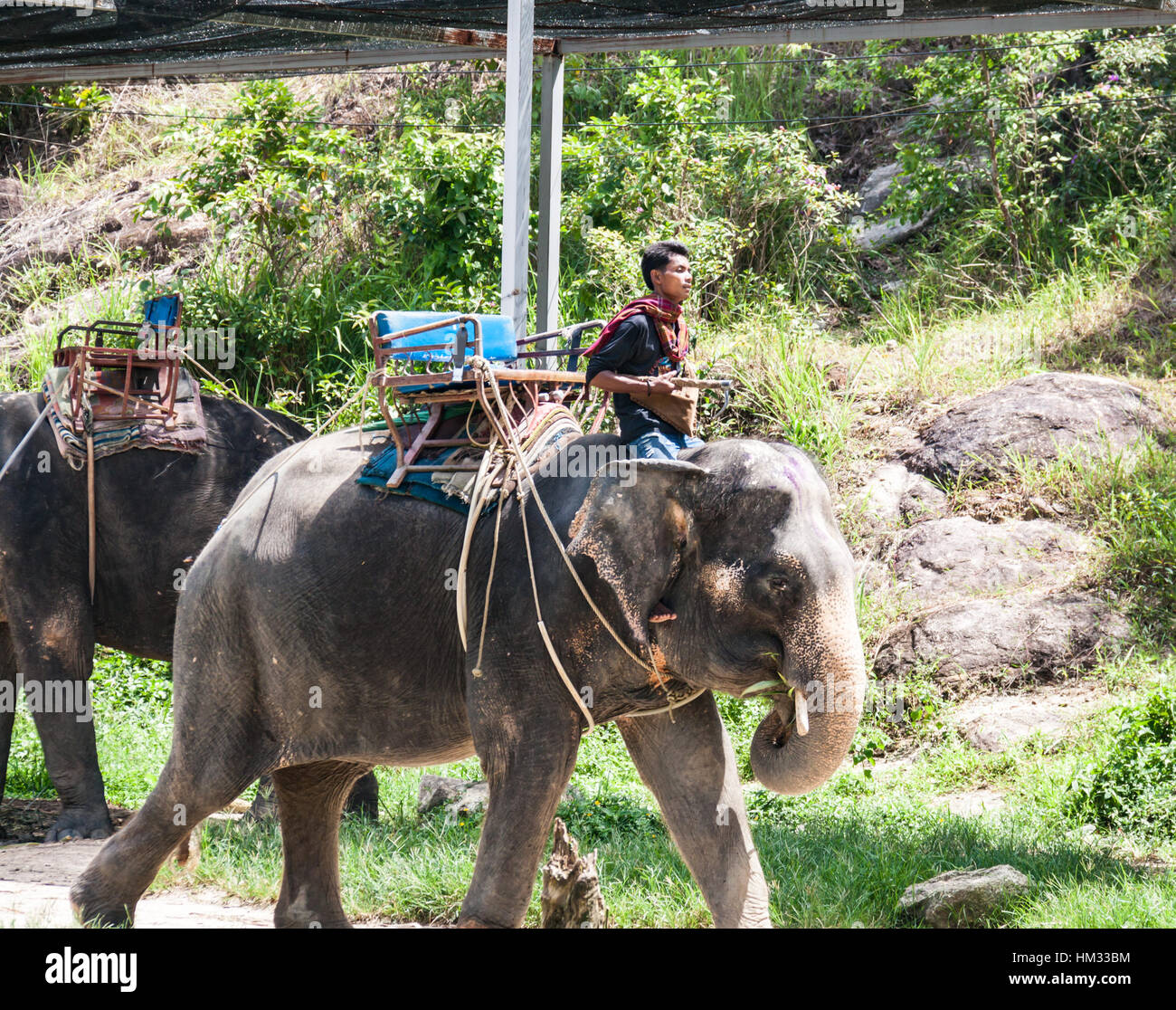 An elephant handler or mahout rides in Phuket, Thailand Stock Photo Alamy